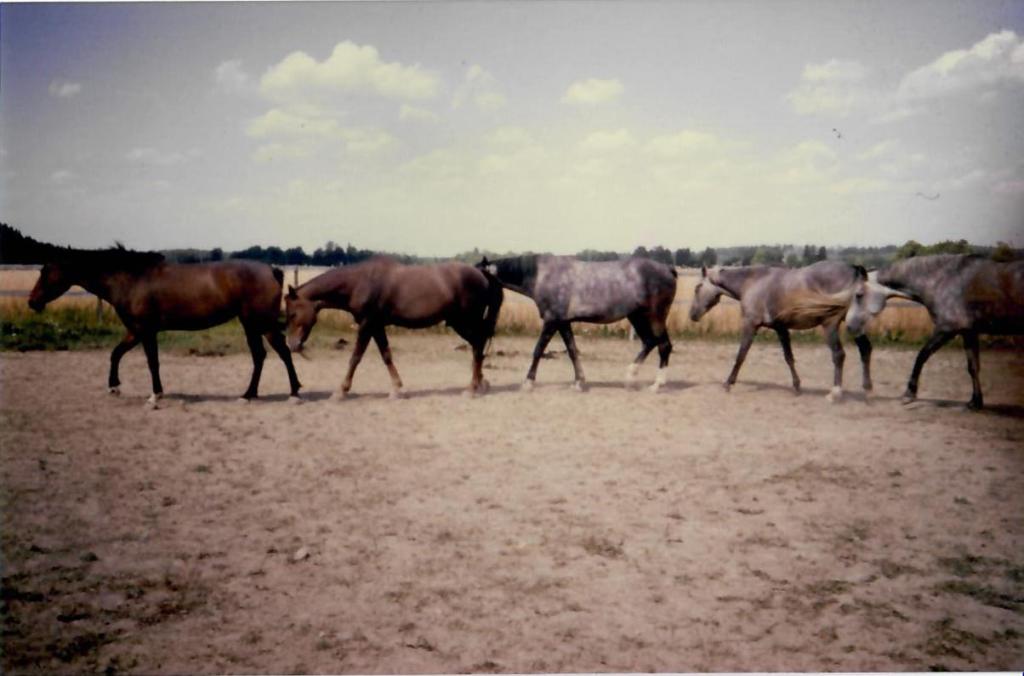 Åsa-Helenas hästliv